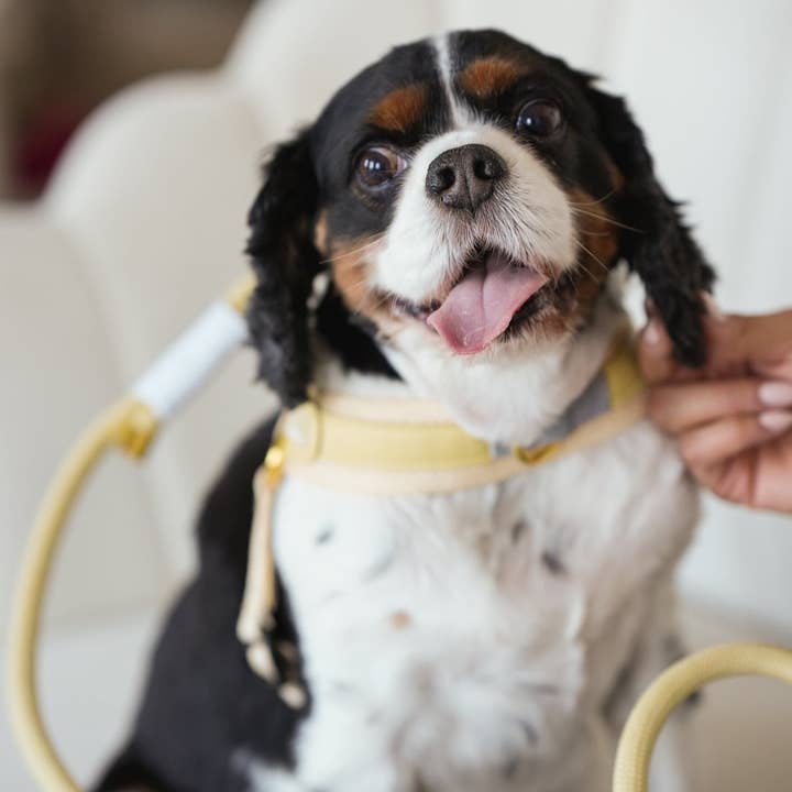 Cavology - Wholesale Pet Harness - Dog - DOG HARNESS STEP IN EASY-O - Butter Yellow3