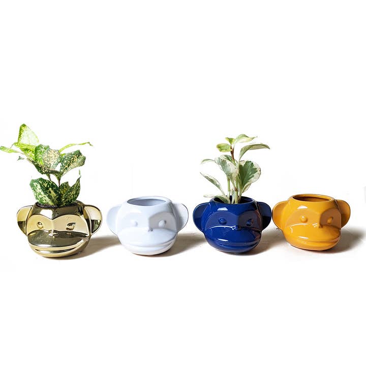 Chive - Wholesale Plant Pot - Funky Monkey Succulent Pot