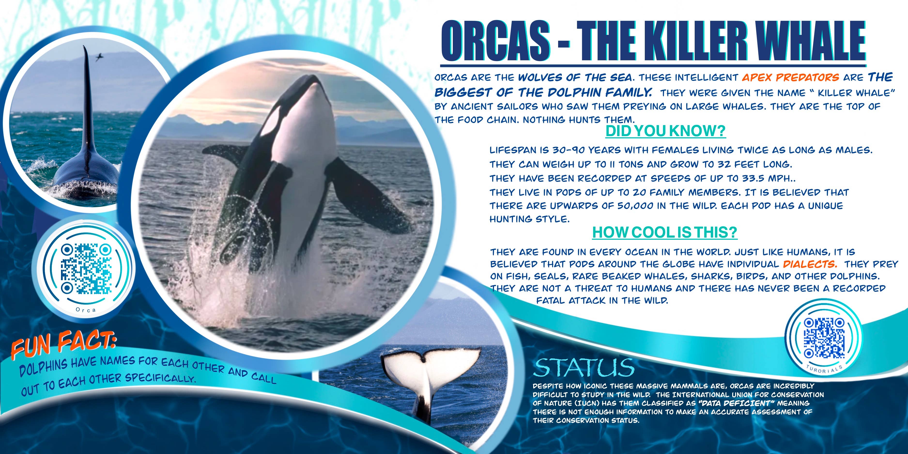 Love Kathleen Productions – Engroshandel Malebog - Børn og baby – Coloring Passport Dolphin Edition 1 Alder 5-1258