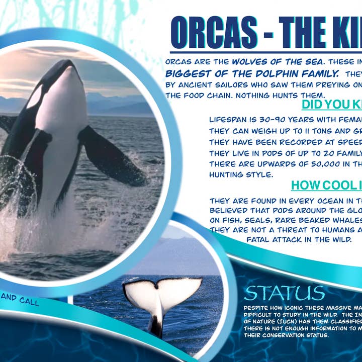 Love Kathleen Productions – Engroshandel Malebog - Børn og baby – Coloring Passport Dolphin Edition 1 Alder 5-1258