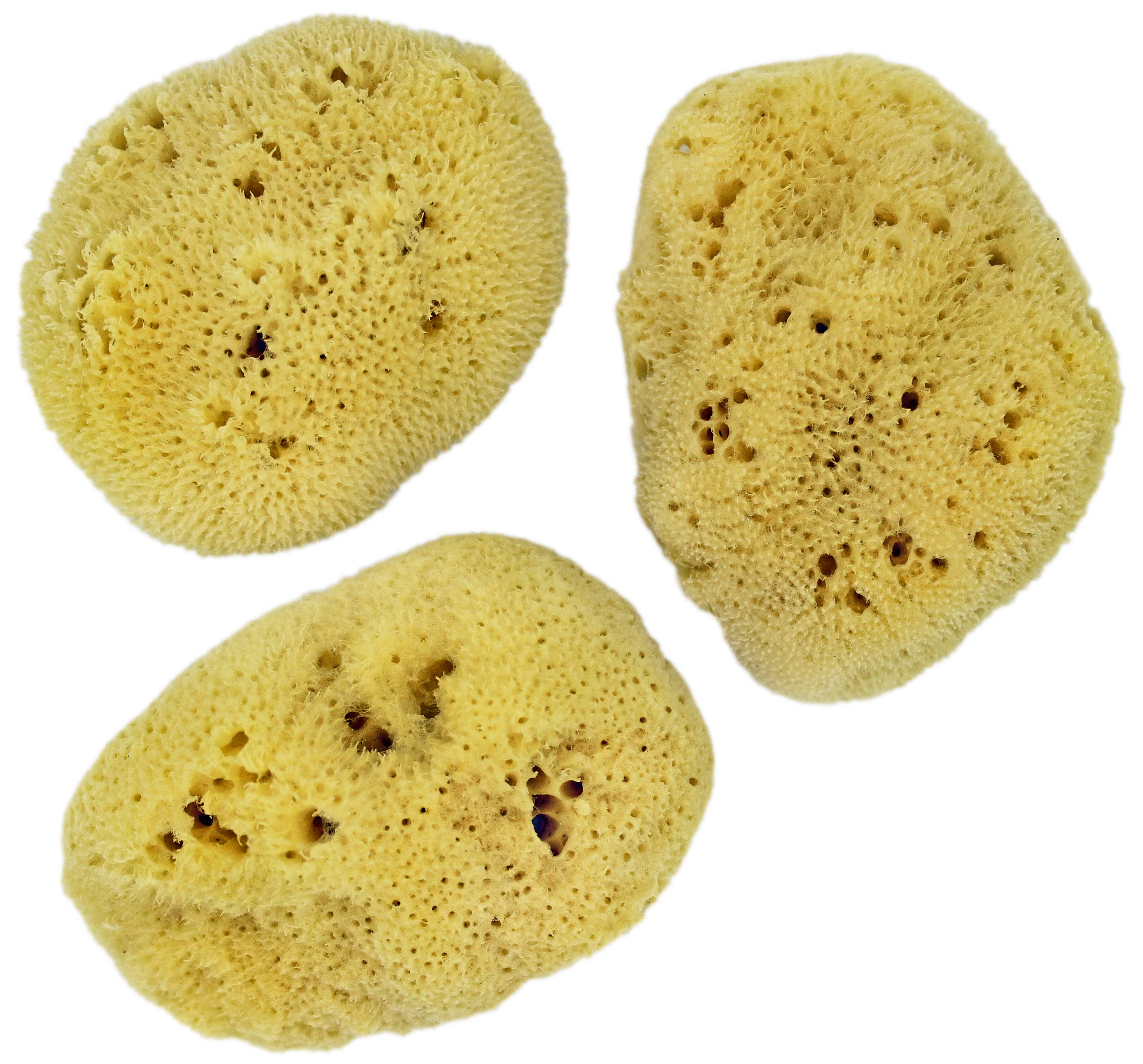 Spa Vivent - Vendita all'ingrosso Spugne da bagno morbide e a rete - spugna naturale unicorn® (circa 7-8 cm)1