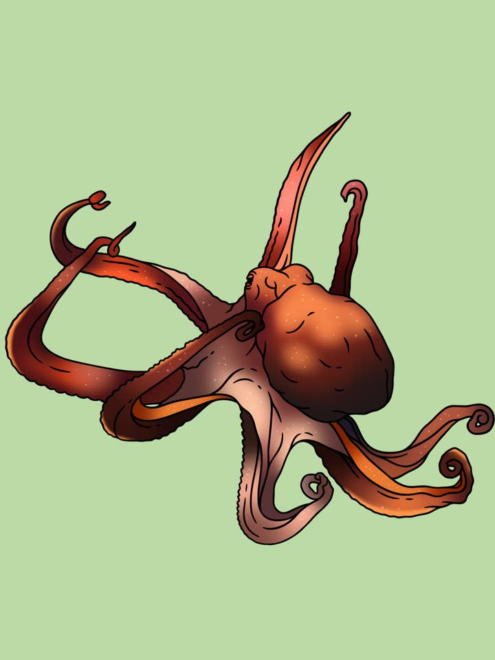 Bläckfisk för wholesale av Cards by Dé