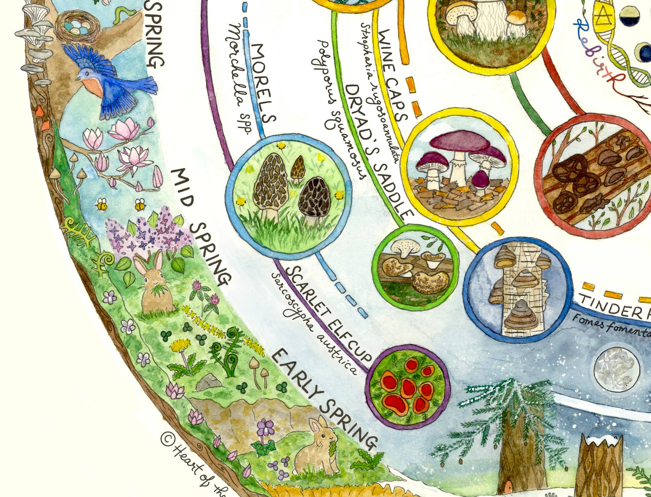 Heart of the Earth Arts - Vente Calendrier - Calendrier de cueillette de champignons | Guide des champignons comestibles et médicinaux6