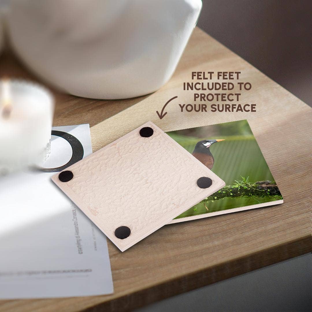 3dRose - Wholesale Coasters - 3dRose, Montezuma oropendola, Costa Rica, Central America, Coaster3