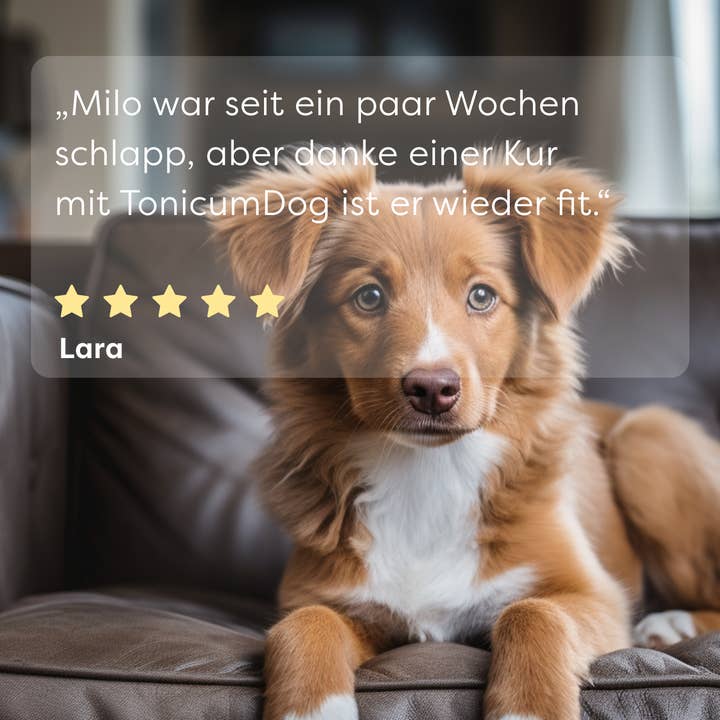 DrSAM – wholesale Pet supplement – Dog – Dr. SAM Tonic – Recovery Treatment (280ml) for Convalescence4