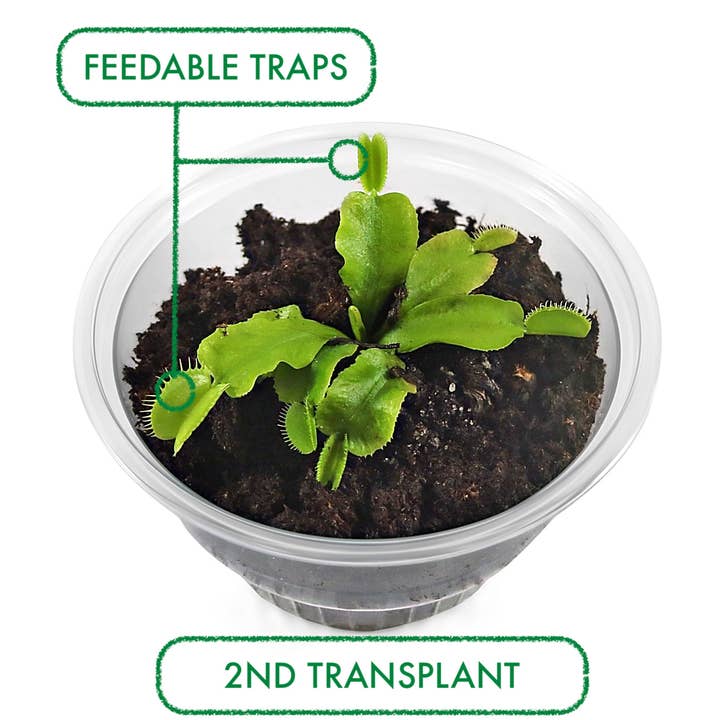 bloomify - Vente Kit de bricolage - Kit de terrarium Dionée Attrape-Mouche DIY, Plante VFT Vivante, Cadeau Parfait pour Tous Âges, Plante Éducative Exotique Originaire des États-Unis4