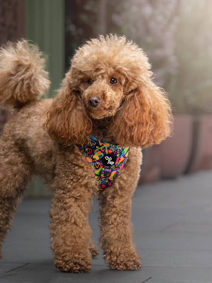 Groove is in the Heart - Harness for wholesale by CitiPup Ltd