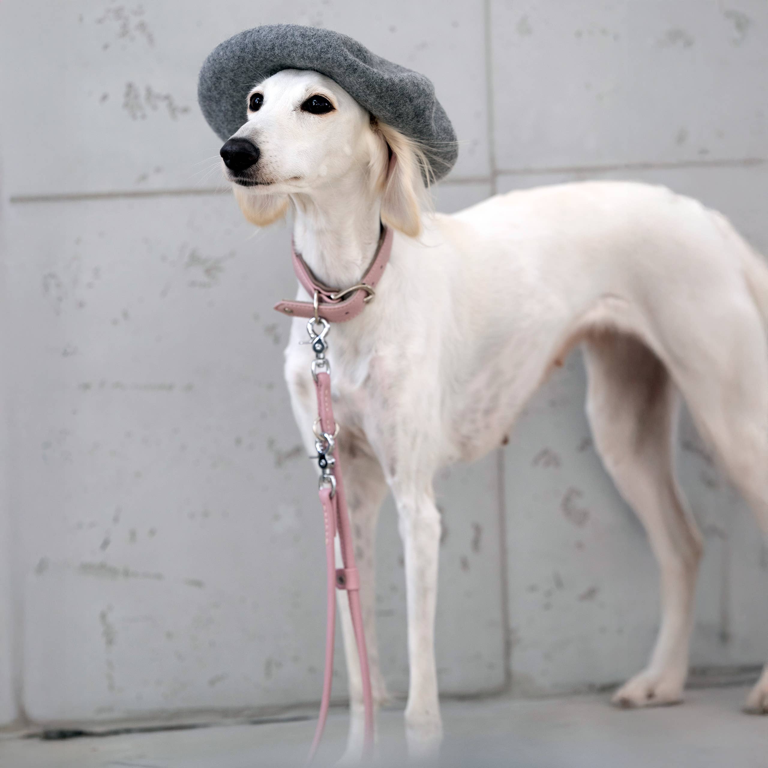 LABONI - Volentis GmbH - Wholesale Pet Collar - Dog - AMICI dog collar57