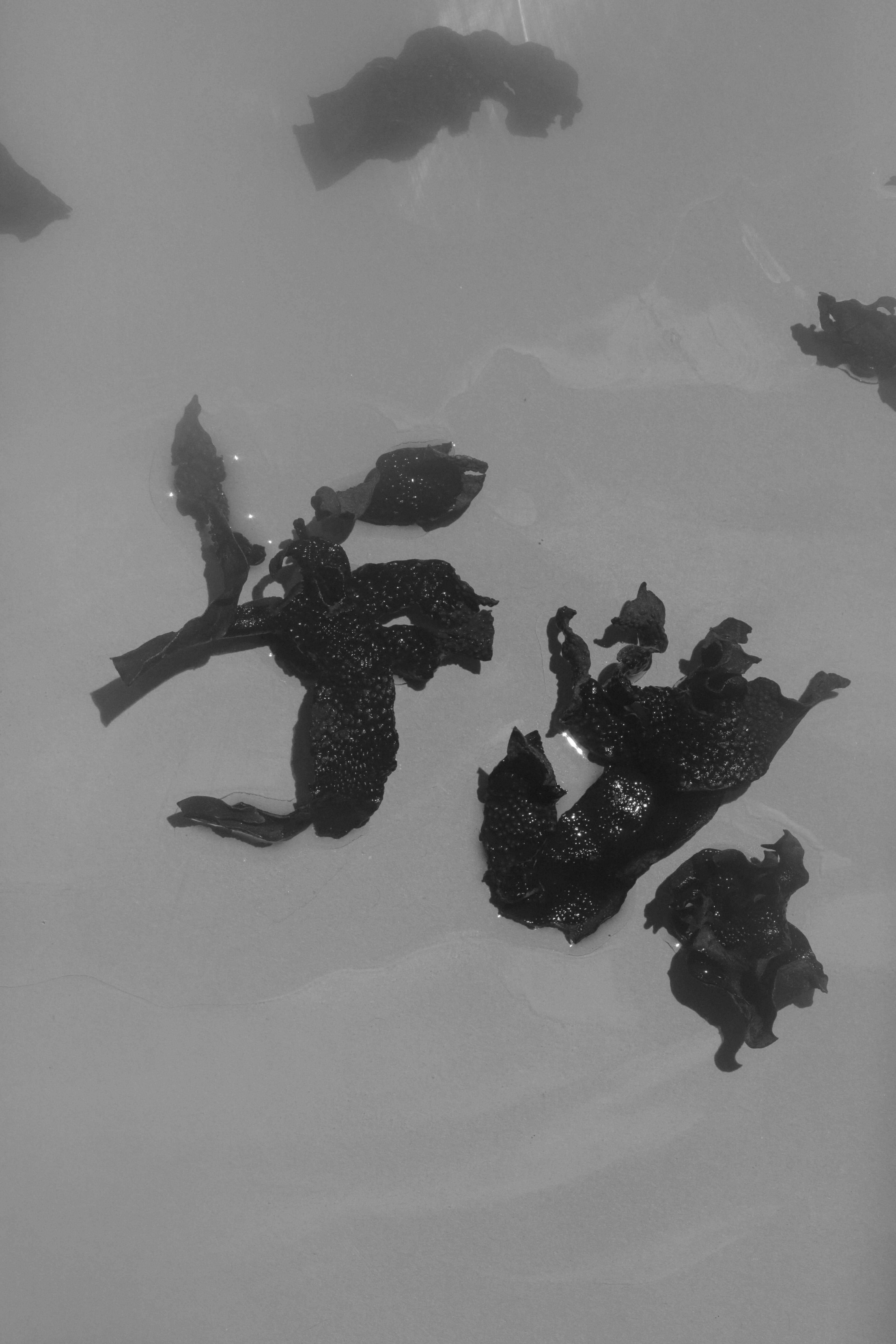 SUMMER SOLACE- Regenerative Tallow Beauty - Wholesale Zeepblok - Sea Change zeewierzeep – Neroli en blaaswier, 140 g7