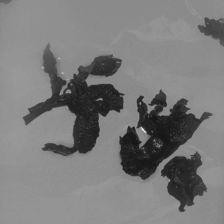 SUMMER SOLACE- Regenerative Tallow Beauty – Engroshandel Sæbestykke – Sea Change tangsæbebar – Neroli & blæretang, 140 g7