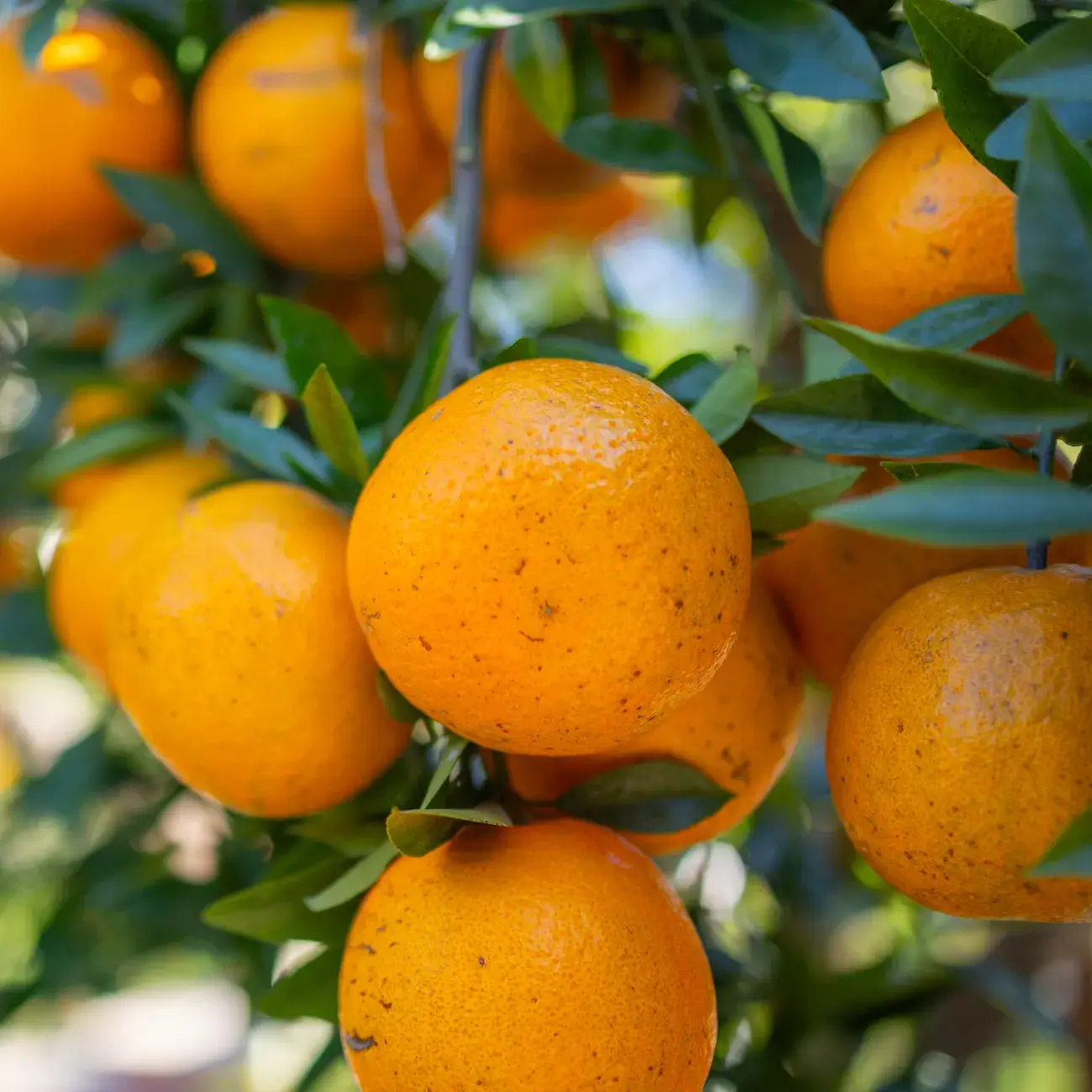 LUMINANTE - Wholesale Jar/Filled Candle - The candle that becomes a plant Orange Blossom "coco" model1