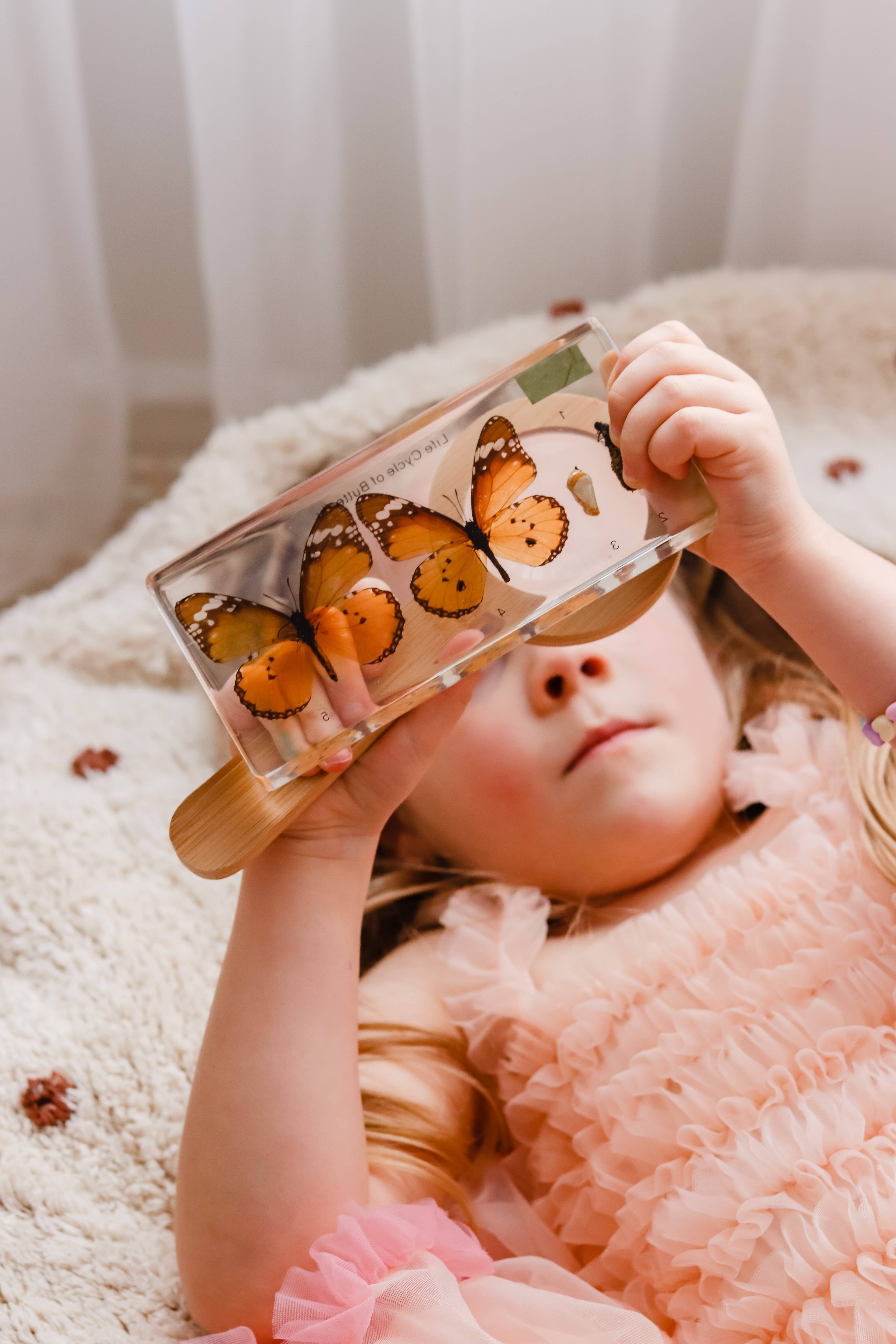 Our Earth Life – Objeto de mesa decorativo por atacado – Bloco de amostras do ciclo de vida borboleta0