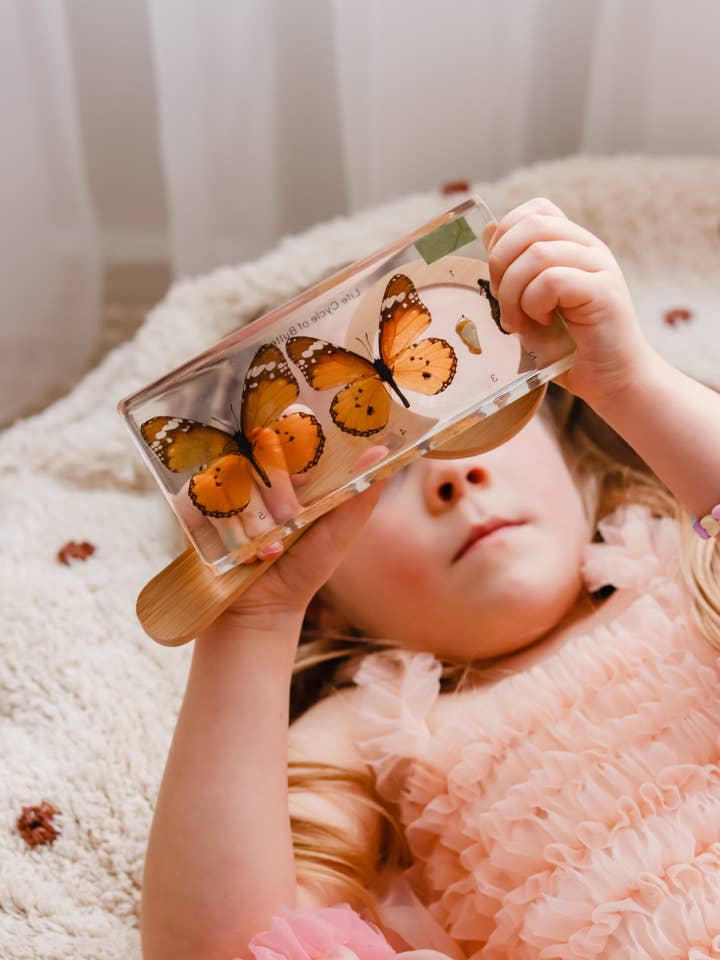 Butterfly Lifecycle Specimen Block for wholesale by Our Earth Life