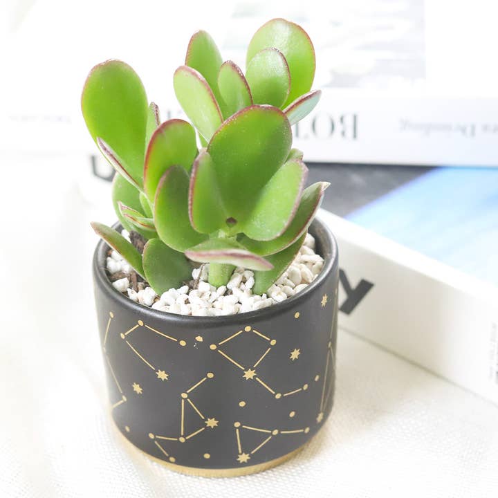 Best Plant Friend - Wholesale Plant Pot - 3" Celestial Pot - Succulent Planters For Small Spaces