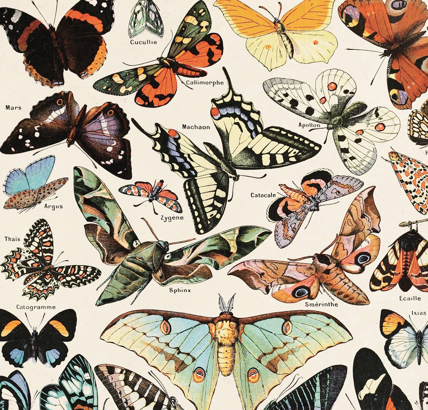 Curious Prints - Vente Affiche d'art - Imprimé Vintage Millot Butterfly 3 avec cadre en option3