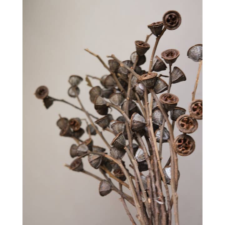 Twenty Third by Deanne - Wholesale Dried/Pressed Flowers - Dried Eucalyptus Fruit Big3