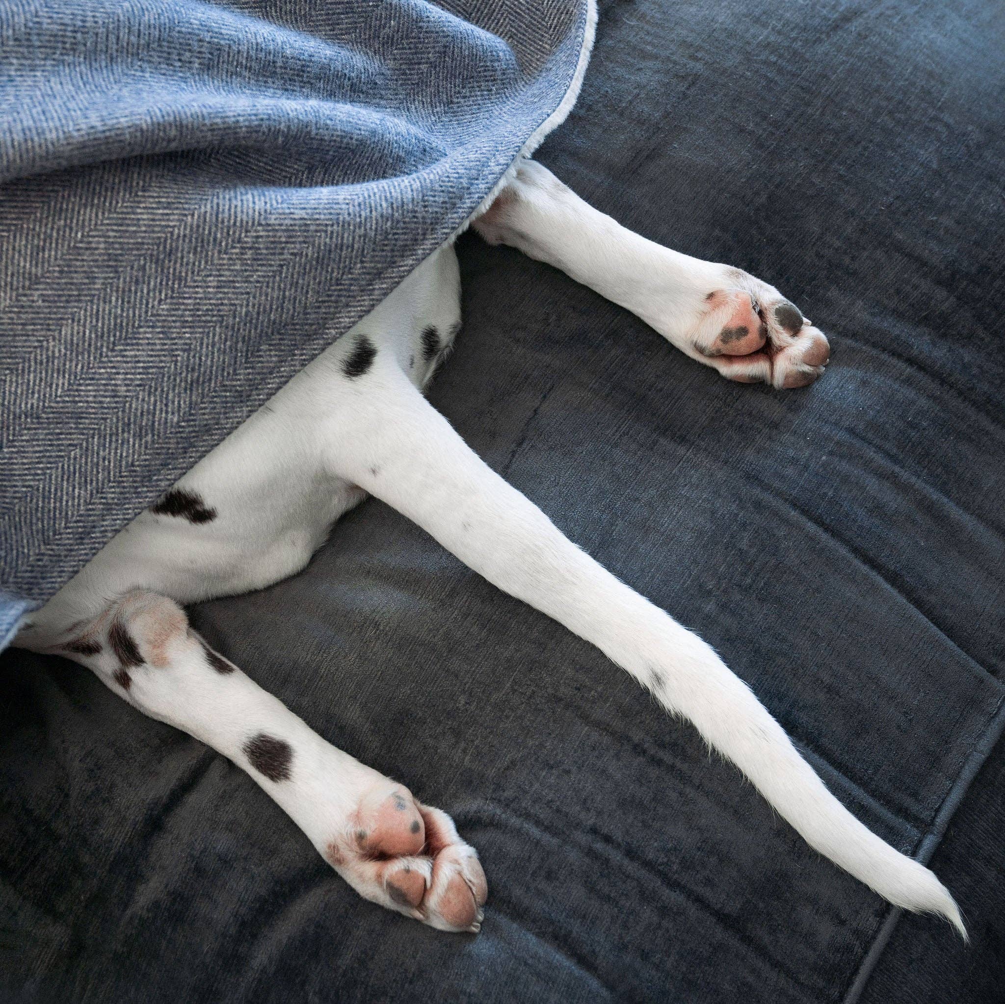 Lords and Labradors - Venta al por mayor Manta - Perros - Manta de tweed en espiga para perros y cachorros9