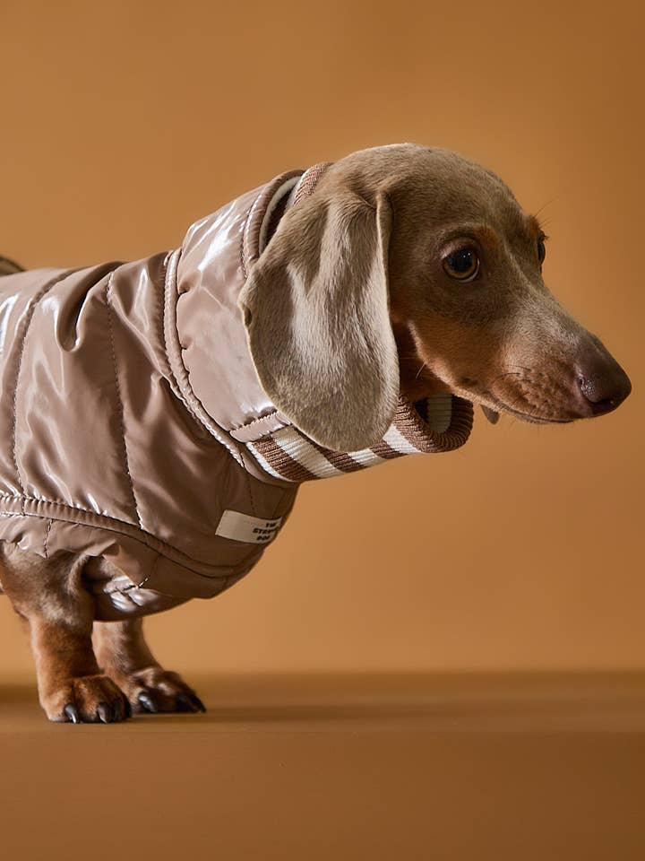 Chaqueta impermeable de cuello alto Dachshund Taupe RUE para venta al por mayor de The Striped Dog