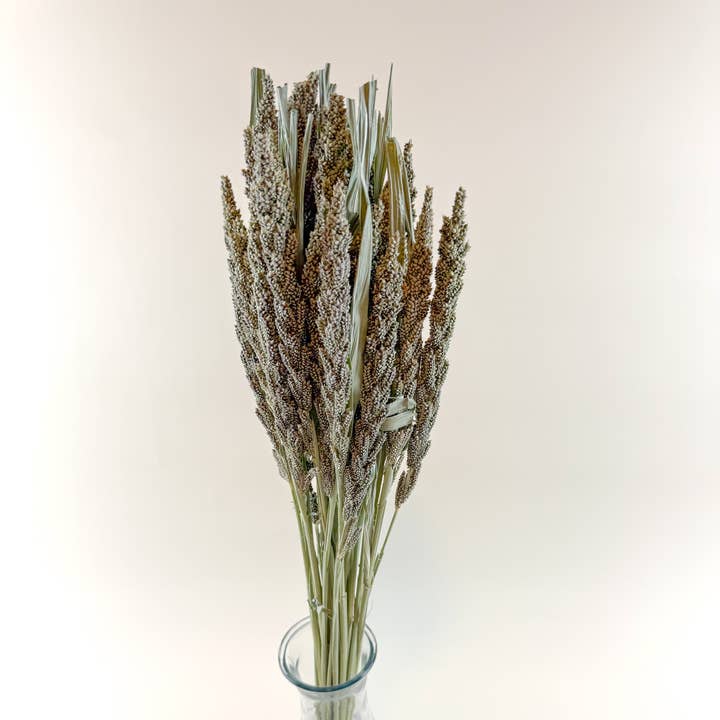 Lovejoy Farms Premium Dried Flowers - Wholesale Dried/Pressed Flowers - Tapestry Millet – Natural Dried Millet for Floral Design0