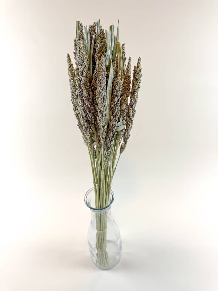 Tapestry Millet – Natural Dried Millet for Floral Design for wholesale by Lovejoy Farms Premium Dried Flowers