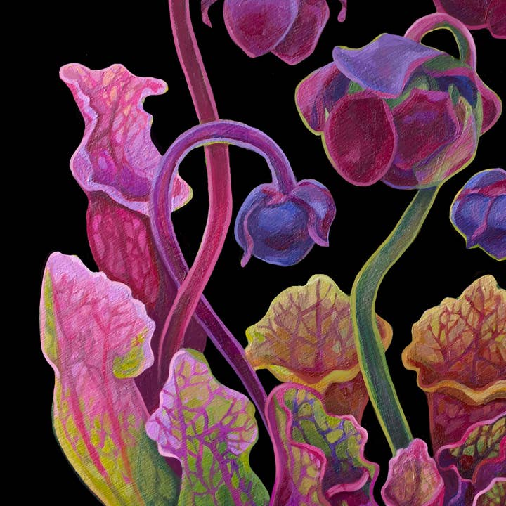 Marigold Art Studios - Wholesale Art Print - Purple Carnivorous Pitcher Plants Art Print2