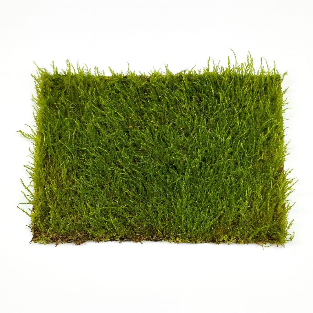 Moss & Stone Gardens – Großhandel Pflanzen – Lebende Moosmatte (Smaragd-Feder-Moos) | 40 cm x 40 cm0