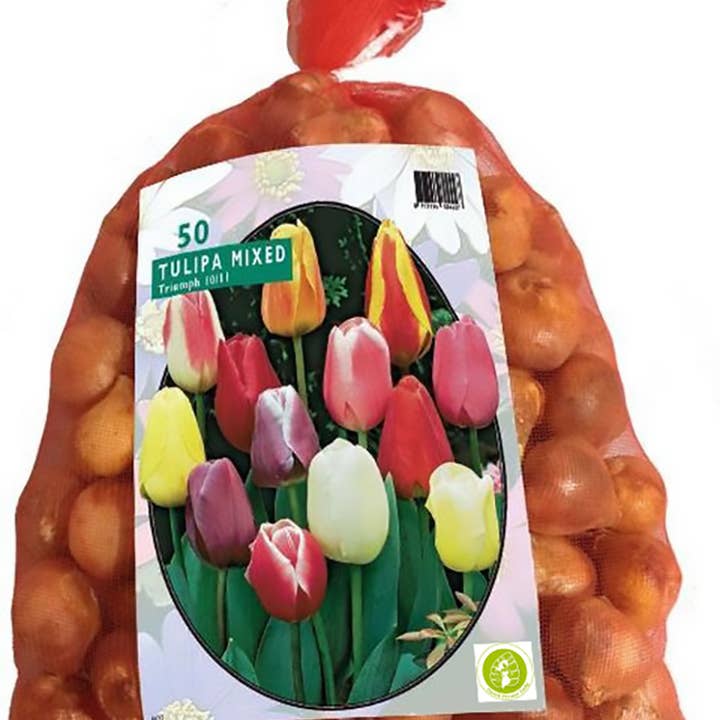 Dutch Flower Lady - Vendita all'ingrosso Buste regalo - Sacchetto regalo con 25 bulbi di tulipano (solo UE)2