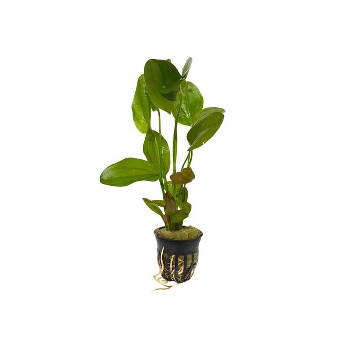 Wetplants - Wholesale Live Plant - Grower's Choice Assorted Aquatic 2" Potted Plants2