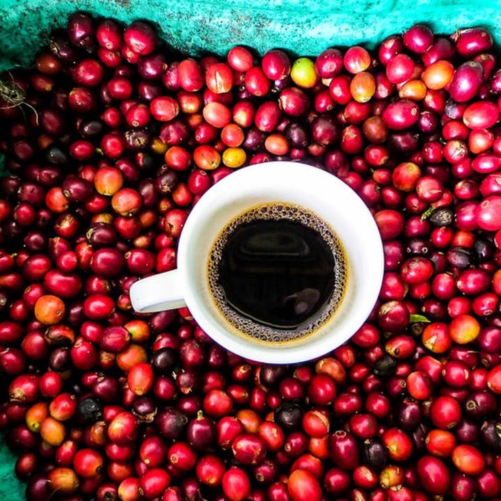 Touring Coffee Roasters - Wholesale Coffee Beans - Lolo Pass | Colombia | Decaf