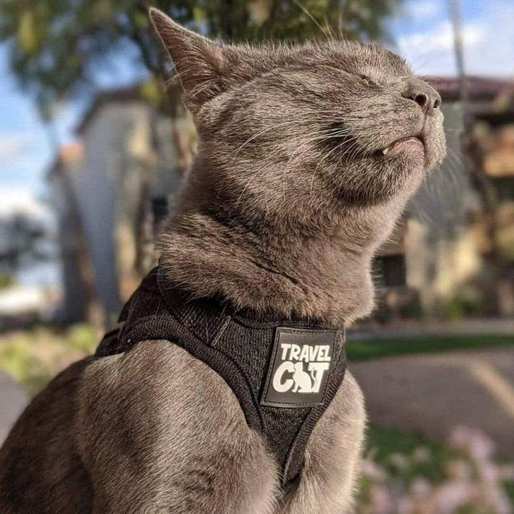 Travel Cat | Your Cat Backpack - Wholesale Pet Harness - Cat - "The True Adventurer" Reflective Cat & Kitten Harness