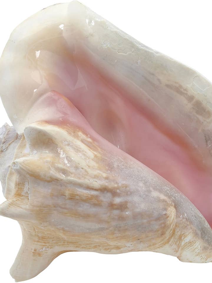 Conque fendue, 8 à 10 po pour la vente par HS Seashells