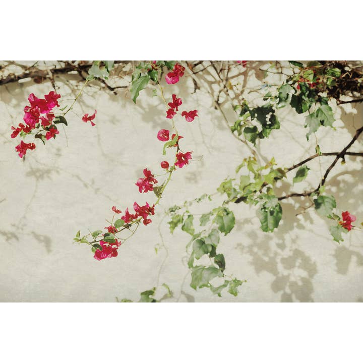 Bougainvillea Flower Art: Pink and Green Floral Art Prints for wholesale by Brooke T Ryan Photographic Art