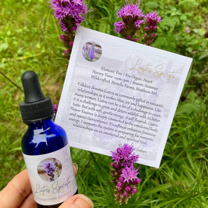 Liatris para venta al por mayor de Stenella Farms