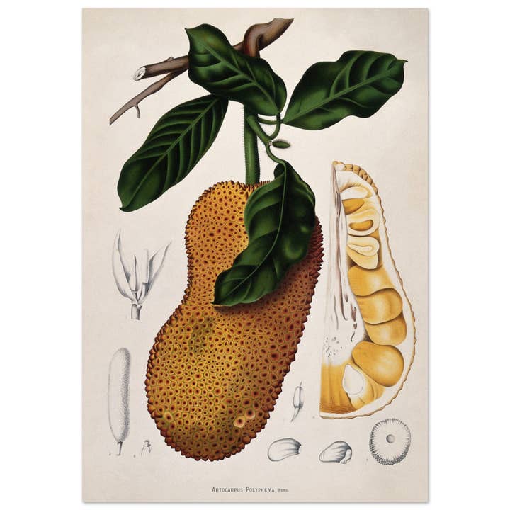 Polifema de artocarpo para venta al por mayor de Maison de Paloma