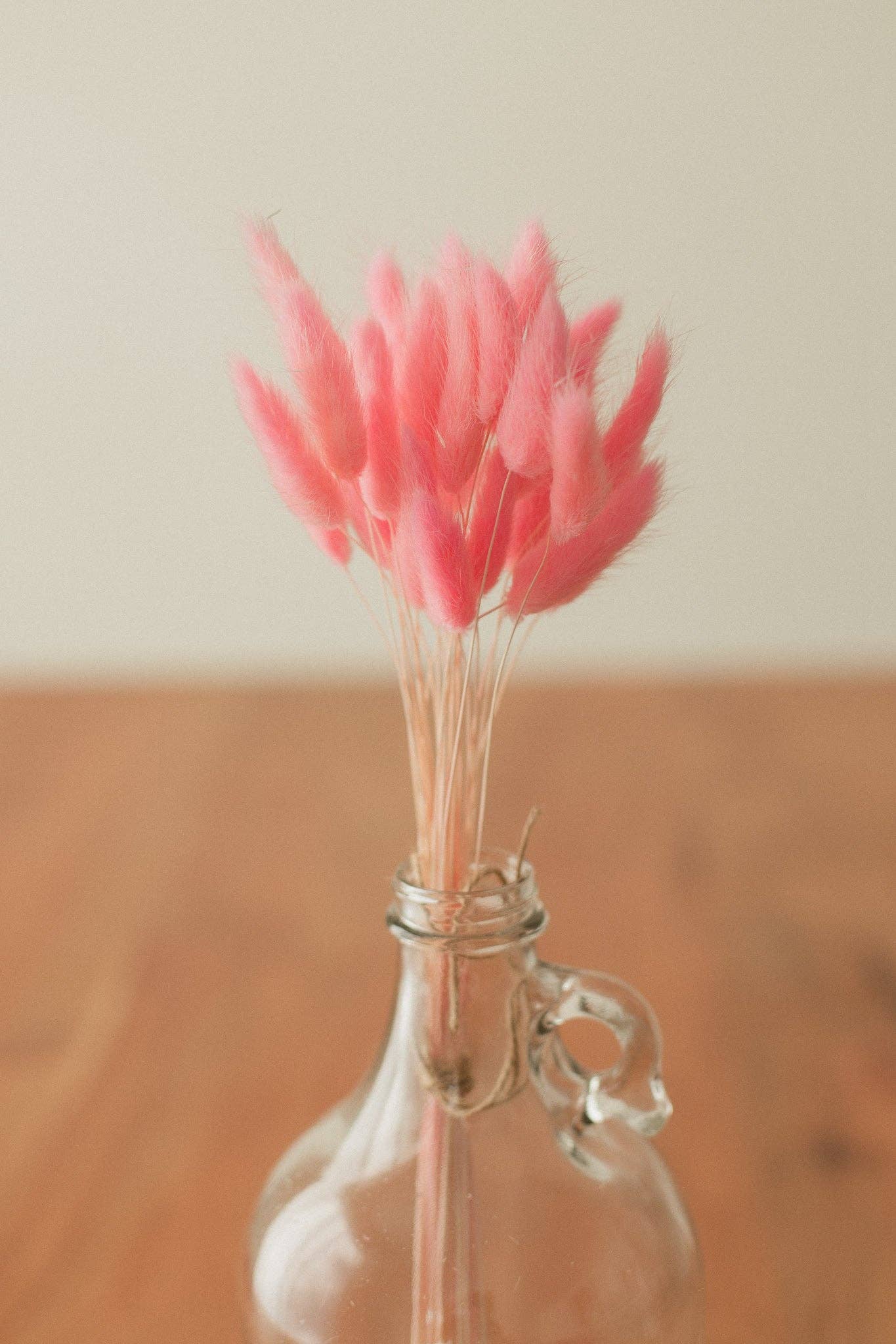 Eucalypt Co. - Venta al por mayor Flores secas/prensadas - Colas de conejo preservadas8