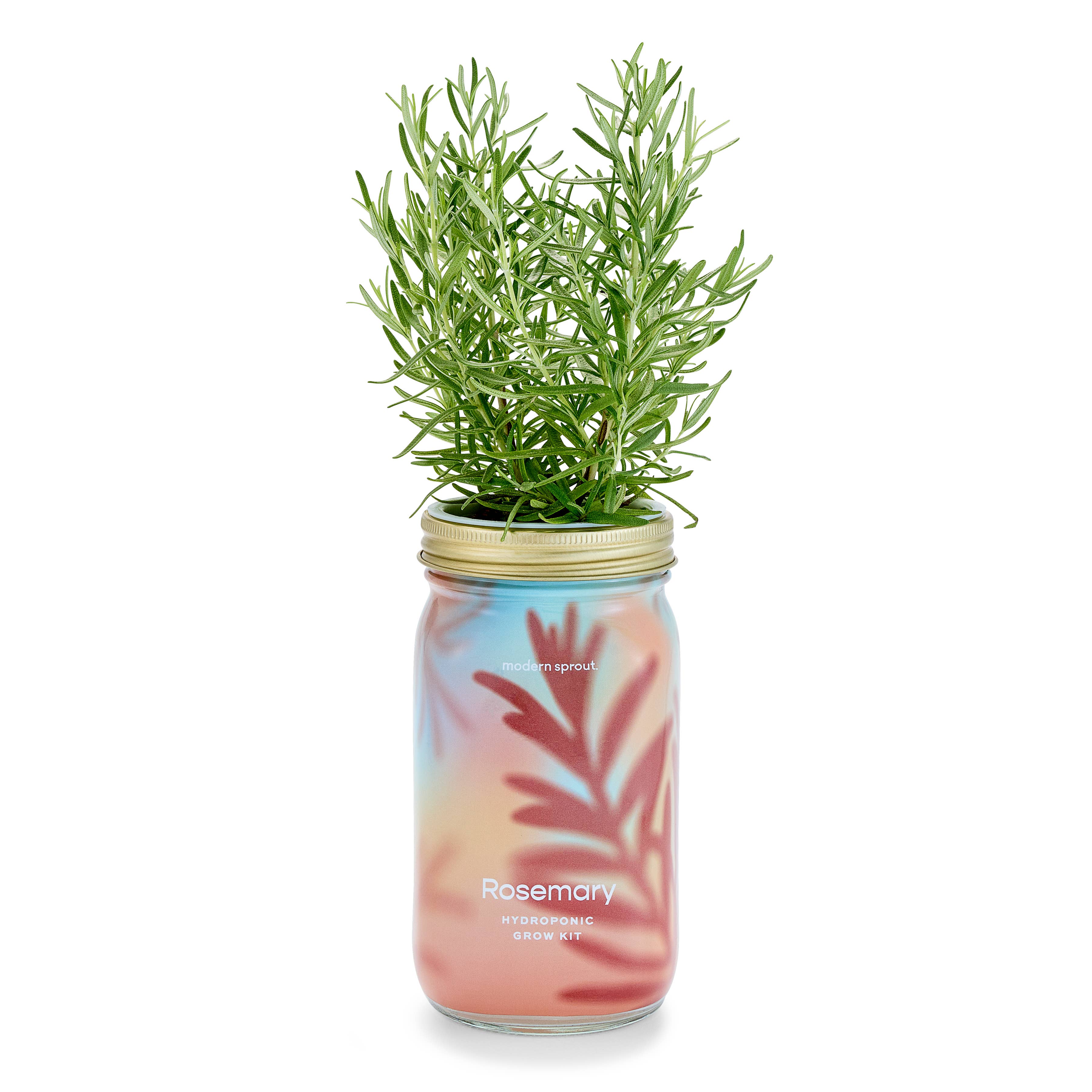 Modern Sprout - Wholesale Plant Pot - Herb Garden Jar6