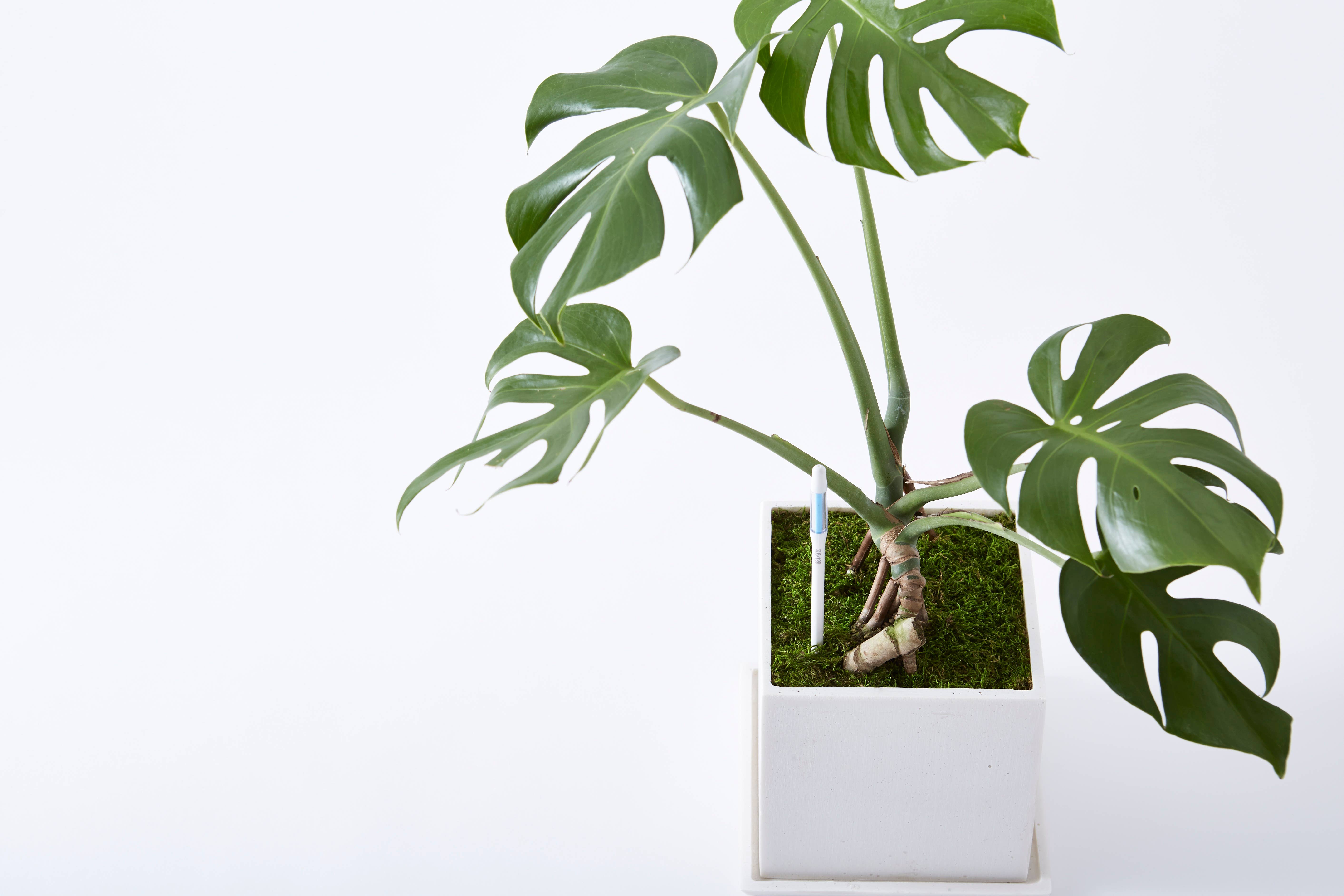 SUStee - Vente Outil de jardinage - SUSTEE en vrac (avec EAN), grand format, blanc2