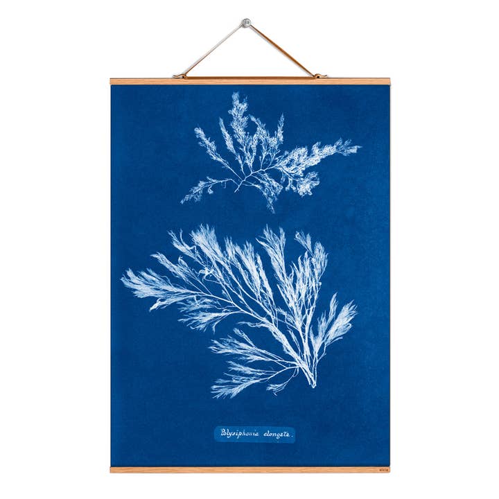 Rul billede illustration # 143/Atkins/Polysiphonia elongata for engroshandel hos Eicie