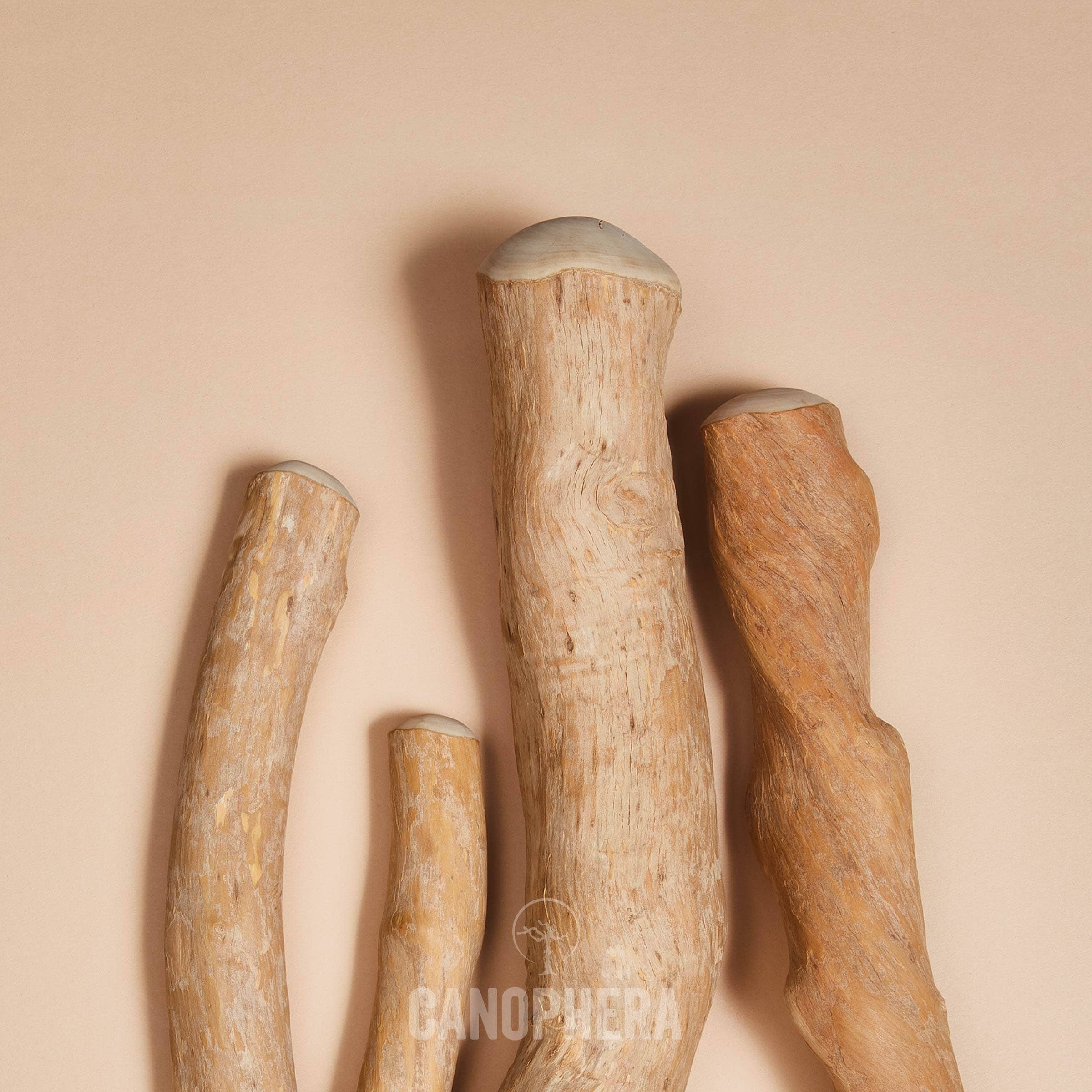 CANOPHERA GmbH - Wholesale Pet Chew Toy - Dog - Dog Chew Stick Made of Coffee Wood.12