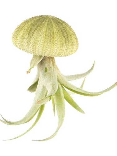 Hanging airplant – sea urchin – Natural – Medium – Capitata for wholesale by Juffrouw Pannenkoek deco /JP deco