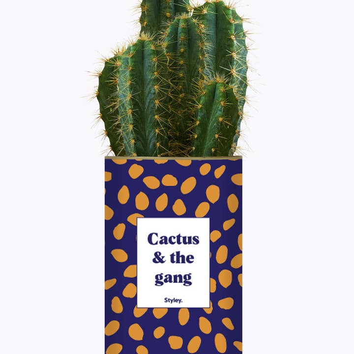 Styley - Wholesale Live Plant - Cactus & the Gang - Cactus0