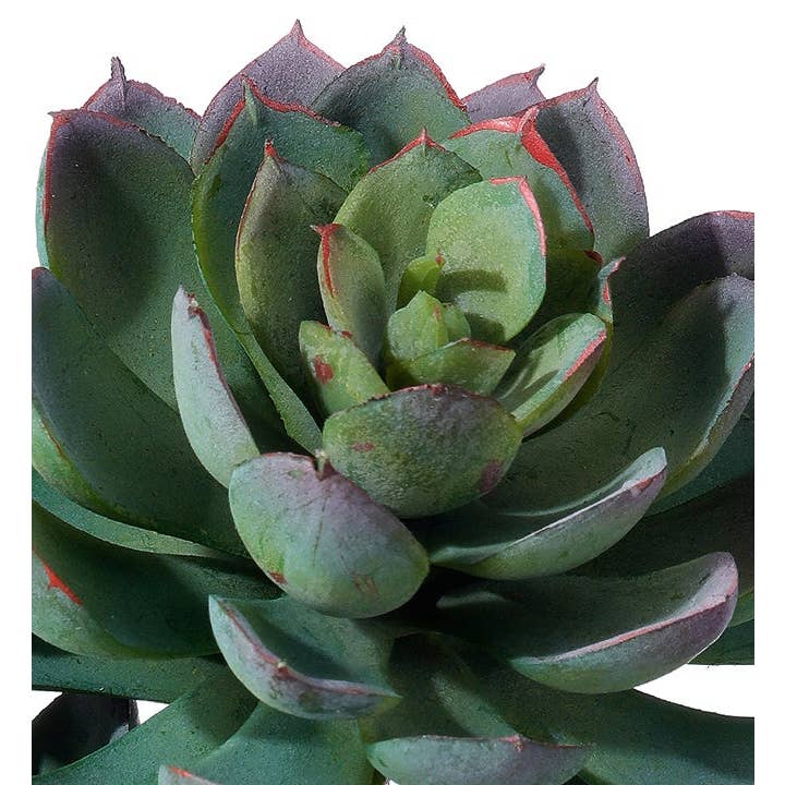 Will's Company - Wholesale Succulent - Triple Spoon Succulent Plant - 2 color options3