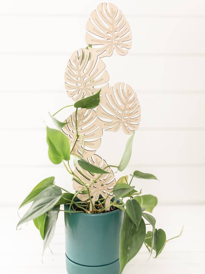 Climbing Monstera Plant Trellis for wholesale by PlantsNsht