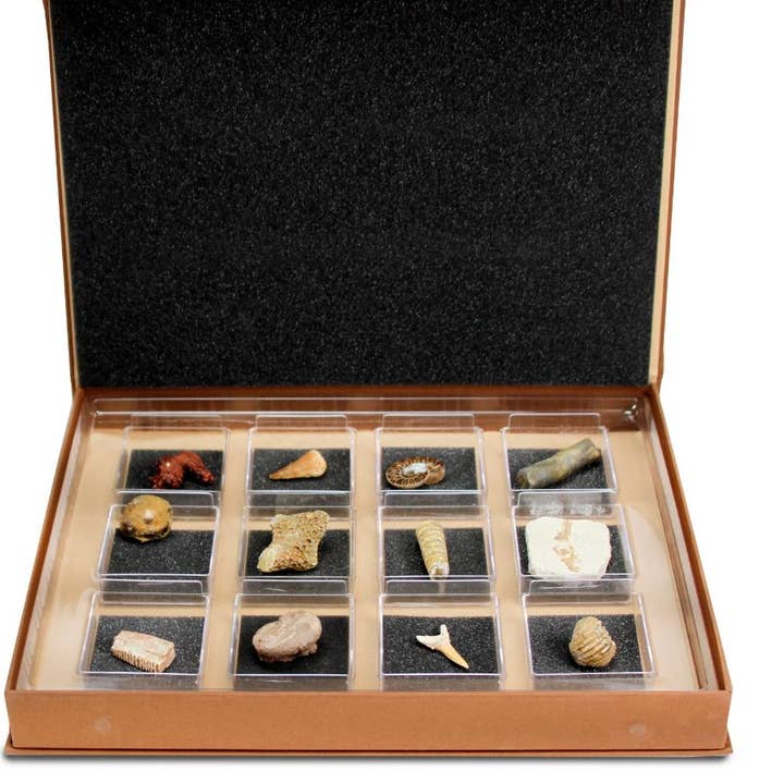 Safari Ltd. - Wholesale Decorative Tabletop Object - GEOWorld - The Nature Collections - Fossils Set #2