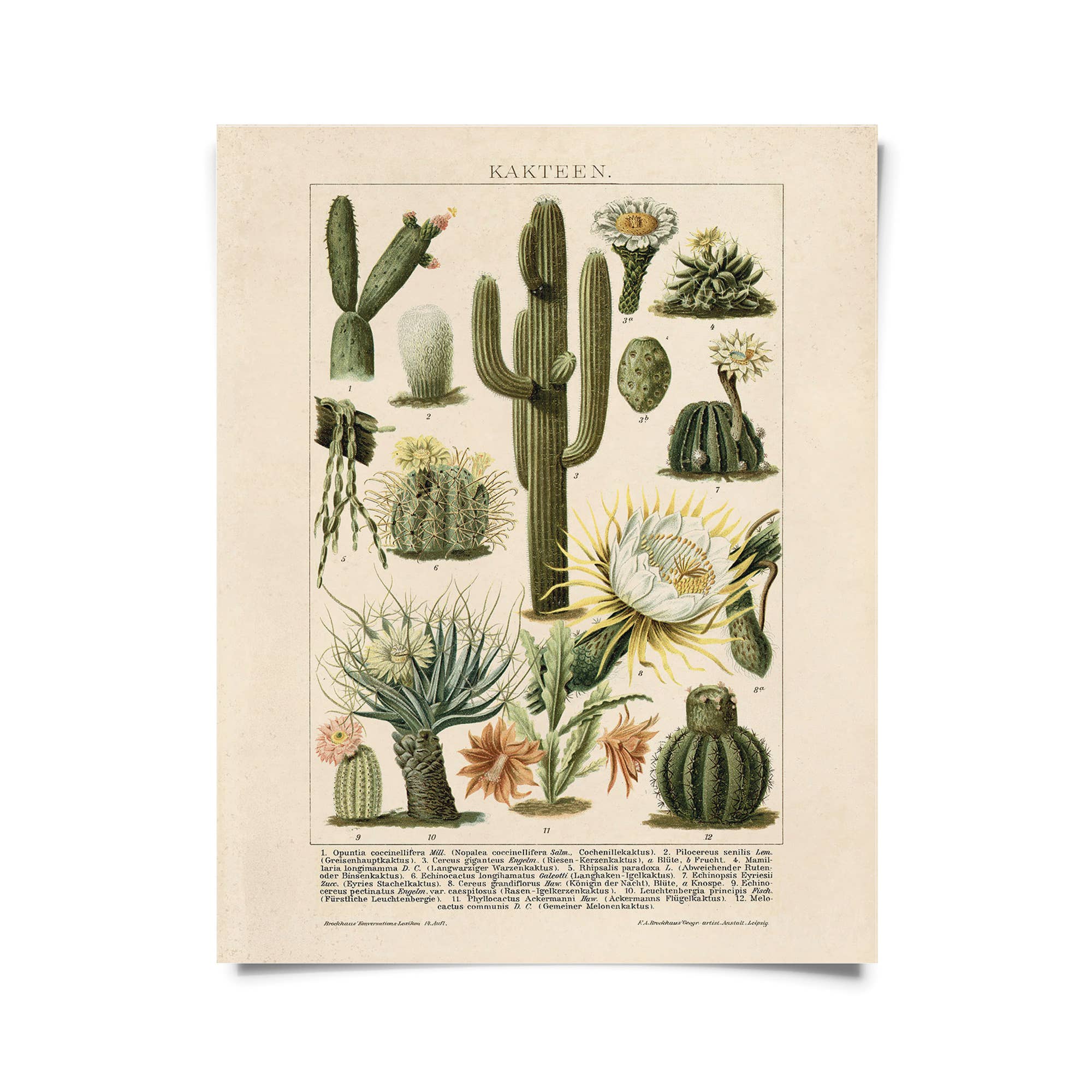 Curious Prints - Wholesale Art Print - Vintage Botanical Cactus Kakteen 2 Print w/ optional frame0