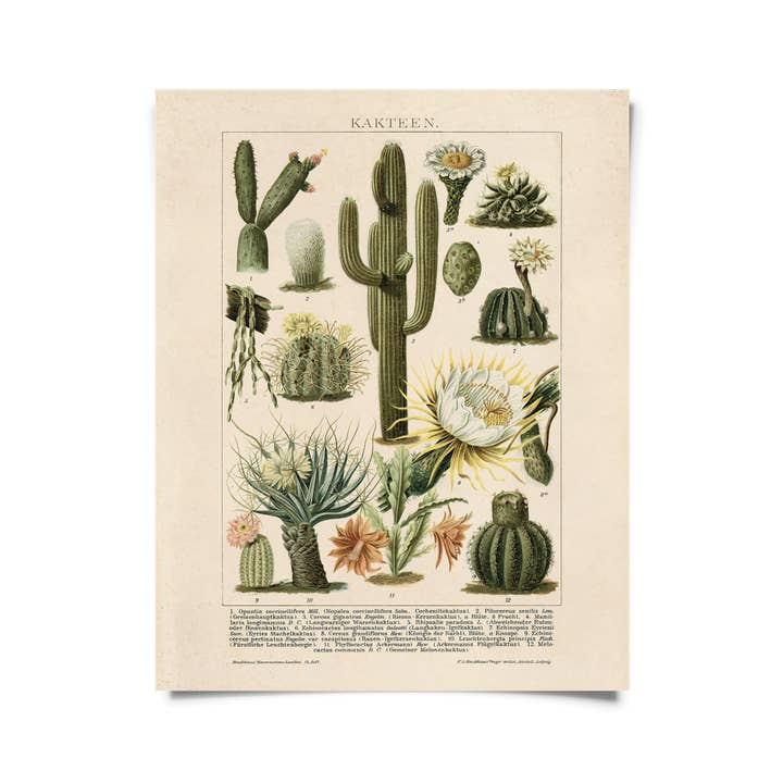 Curious Prints - Wholesale Art Print - Vintage Botanical Cactus Kakteen 2 Print w/ optional frame