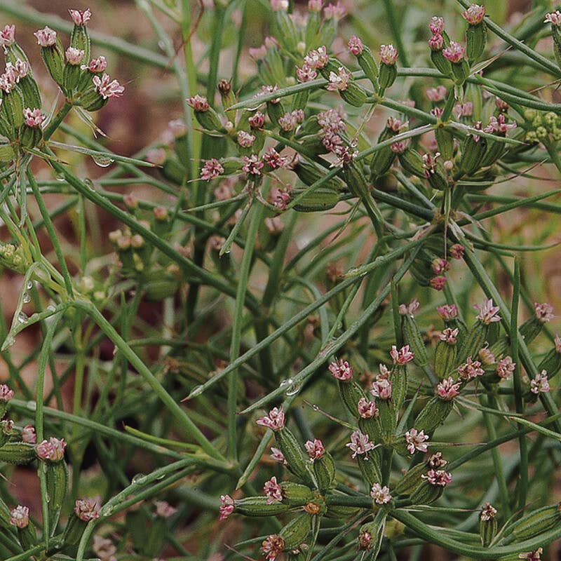 Bhava Wellness - Wholesale Elixir - Daily Digestive Herbal Tincture2