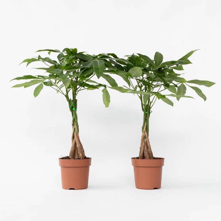 Glückskastanie – 2 Pflanzen – Pachira Aquatica – Höhe 60–70cm – Ø17cm – Geflochtene Zimmerpflanze & Geldbaum – Pflegeleichte Feng Shui Pflanze für Wohnzimmer & Büro für den Großhandel von Oasis of Life