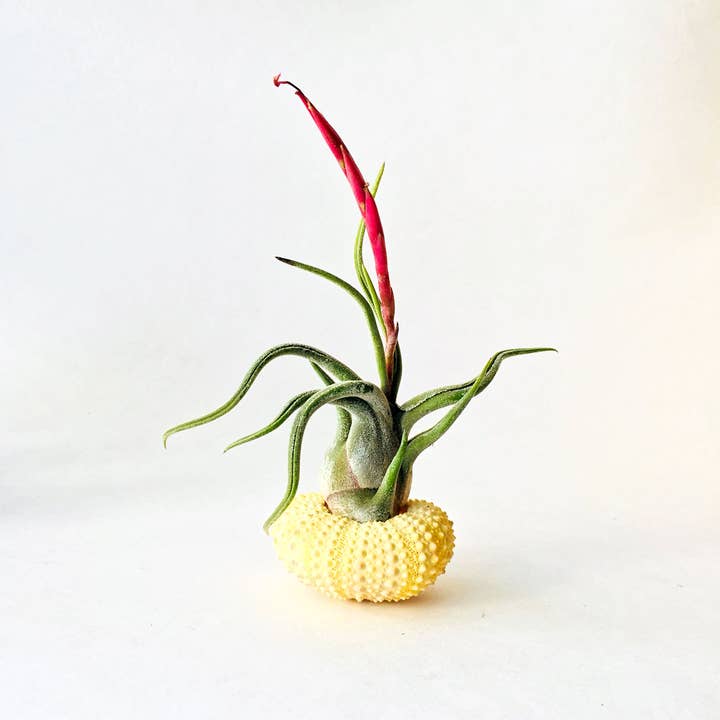 Mahalo Market - Venta al por mayor Macetas de interior - Planta de Aire + Erizo - Maceta de interior - Regalo de Pascua