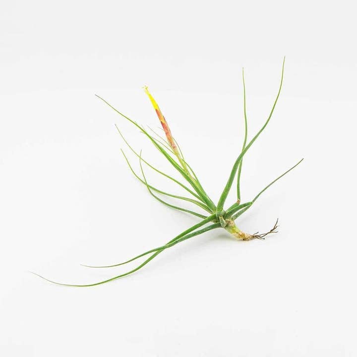 Best Plant Friend - Wholesale Live Plant - Tillandsia Schiedeana 7" Wide, Unique Air Plant Home Decor2